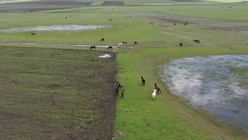 Kars'ta Yılkı Atlarının Büyüleyici Dansı: Doğa ile İç İçe