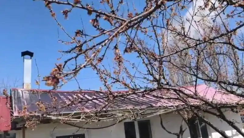 Dondurucu Soğuk Kayısı Üreticilerini Olumsuz Etkiledi!