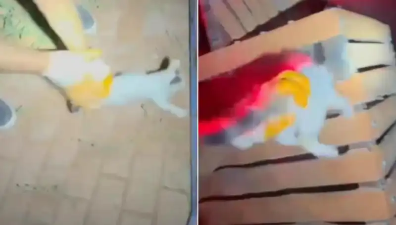 Gece Yarısı İtfaiyenin Kahramanlığı: Kediyi Kurtarma Operasyonu