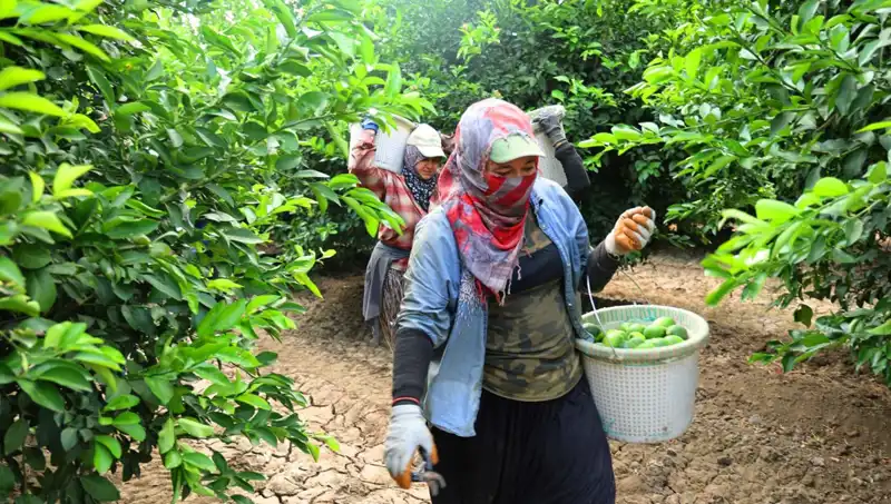 Marketlerdeki Meyve Fiyatları Düştü! Yeni Hasatla Gelen Fırsatlar