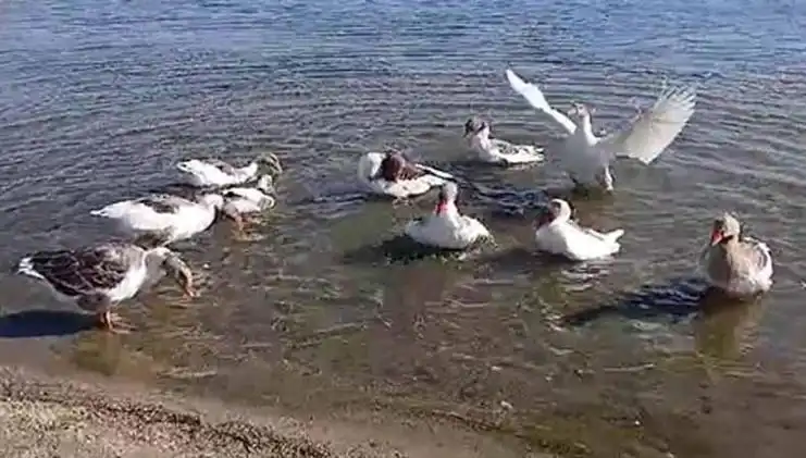 Kazlar Denizde Yüzdükleri için Kümese Kapandı, Ama Neden?
