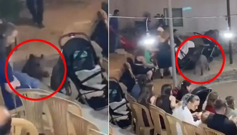 Düğün Törenine Yaban Domuzu Baskını: Eğlenceye Korku Karıştı