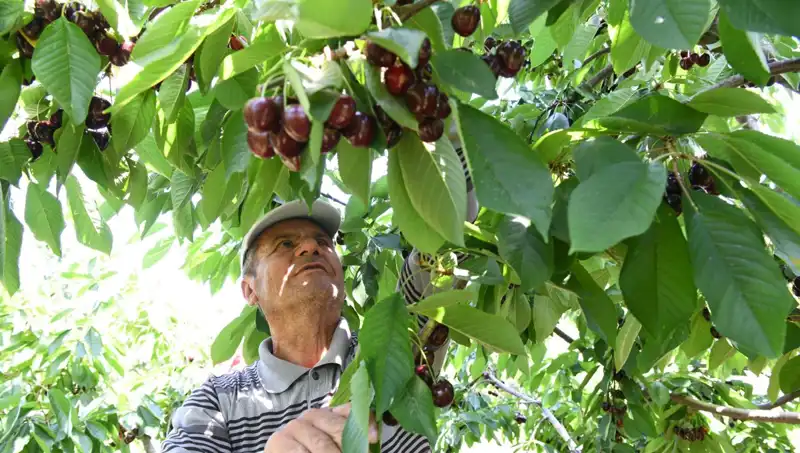 Lapseki'nin Dev Meyvesi: Çay Bardağına Sığmayan Eşsiz Büyüklükteki Nar!
