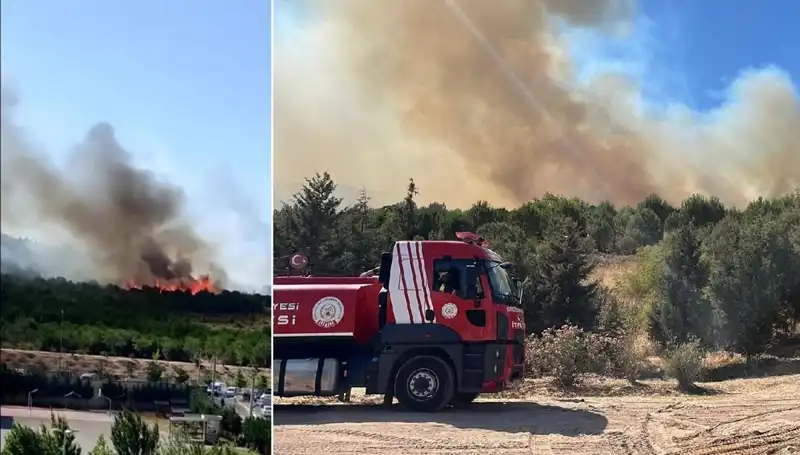 Gebze'de Orman Yangını: Yangın Derhal Kontrol Altına Alındı