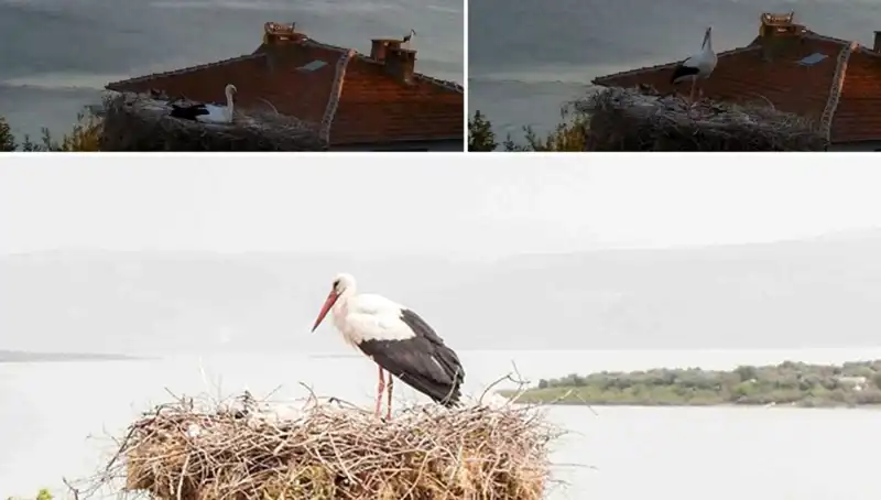 Leylek Yaren'in Depremi Önceden Hissetmesi, Doğanın Gizemli İletişimi