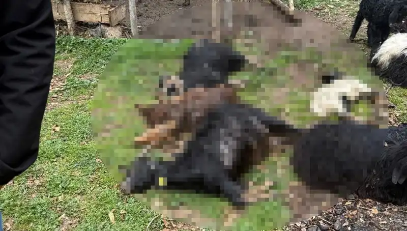 Sahipsiz Köpeklerin Yüzünden 18 Keçi Telef Oldu!