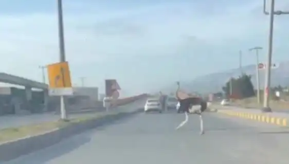 Trafikte Deve Kuşu Görüntüsü: Şaşkınlık Yaran Bir Olay!