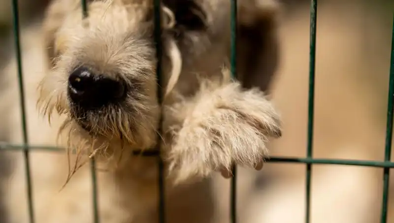 İş Stresi: İnsanların Yanında Köpekler de Olumsuz Etkileniyor