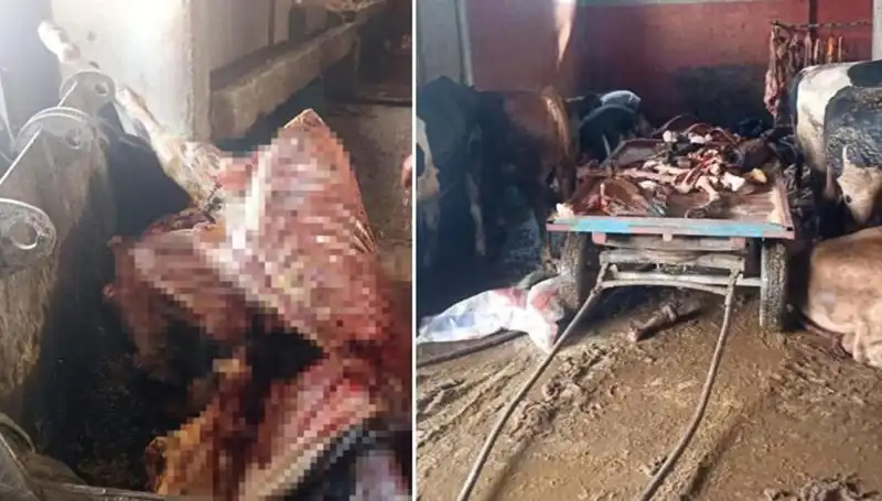 Adana'da Şok: 2.5 Ton At Eti ve 4 Canlı At Kurtarıldı