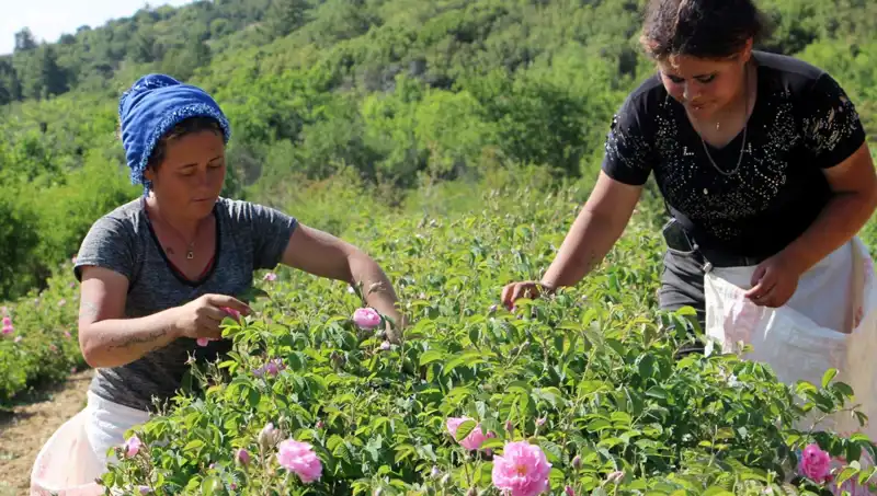 Zirai Don Etkisi: Tarımda Verim Kaybı ve Çözüm Yolları