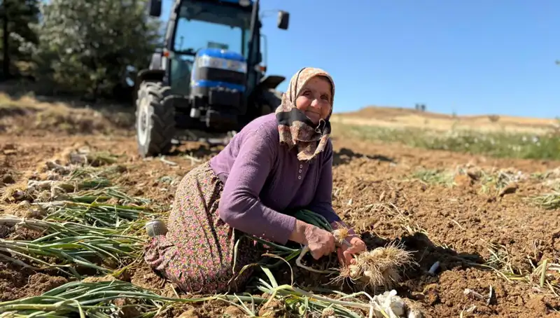 Selenyum Zengini Ürün: Tarlada Bin 200 Lira ile Toplanan Hazine