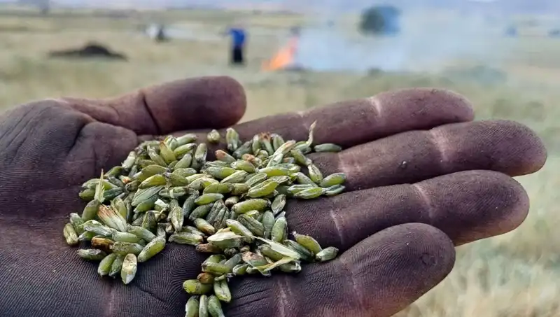 Bu Yılda Firik Sezonu: Eşsiz Lezzetlerin Keyfi Başlıyor!