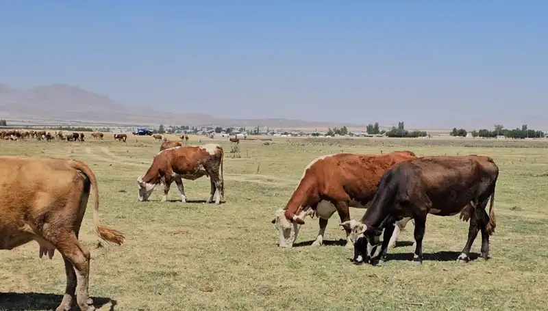 Arin Gölü'nün Kuruması: Bölgeyi Tehdit Eden Su Sıkıntısı