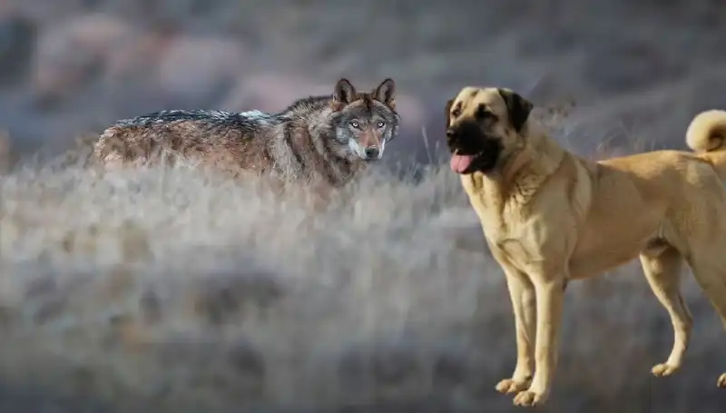 Kangal KöPEKLERİNE Talep Neden Artıyor? Kurt Popülasyonundaki Değişiklikler!