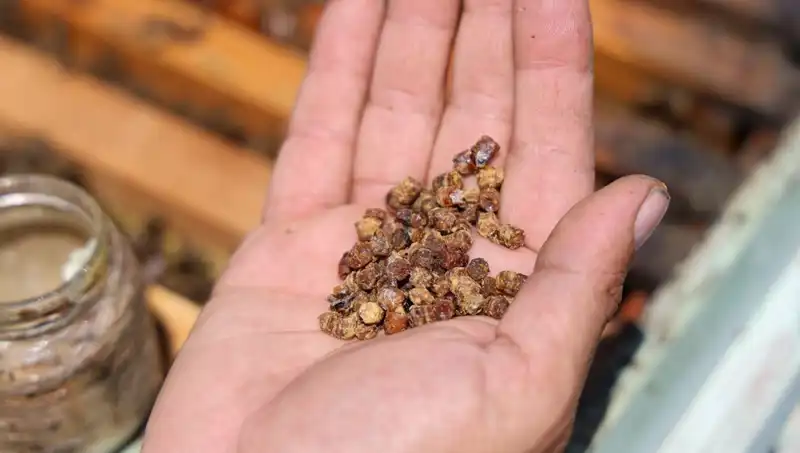Eski Atıklar Artık Eşsiz Besin: Kilosu 3 Bin TL Olan Protein Kaynağı