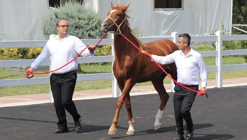 Taşkın Kral ile Rekorların Peşinde: Doğa ve İnsanın Dansı