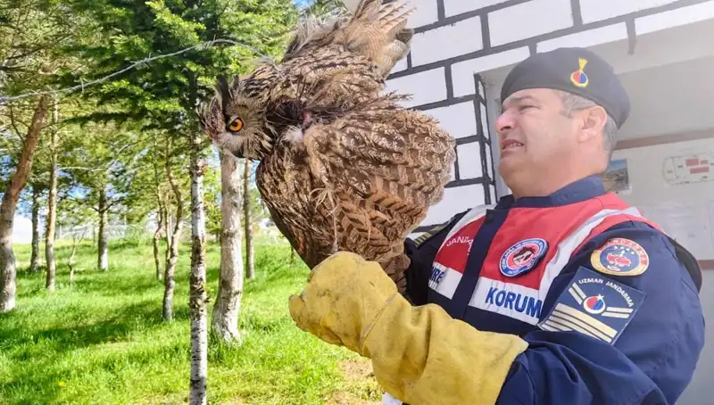 Dikenli Tellere Takılan Puhu, Heroik Bir Kurtarma Operasyonu ile Tedavi Edildi