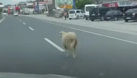 Yalova'da Kaçan Kurbanlıklar Trafiği Kilitledi: Tam Bir Kargaşa Ortaya Çıktı